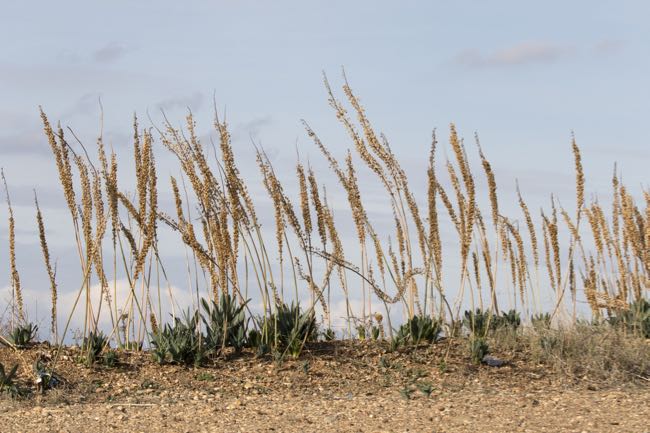 Dry flowers of Sea onions (Drimia maritima) at Çukurova University Campus in Balcalı, Adana - Turkey